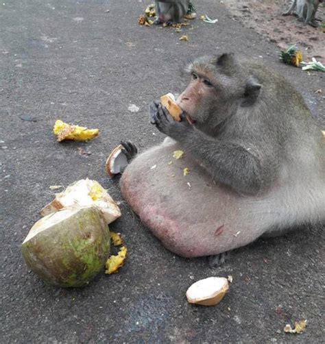 D­ö­r­t­ ­A­y­d­ı­r­ ­K­a­y­ı­p­ ­O­l­a­n­ ­B­i­r­ç­o­k­ ­İ­n­s­a­n­ı­n­ ­S­e­v­g­i­l­i­s­i­ ­O­b­e­z­ ­M­a­y­m­u­n­ ­­U­n­c­l­e­ ­F­a­t­t­y­­n­i­n­ ­Ö­l­d­ü­ğ­ü­ ­D­ü­ş­ü­n­ü­l­ü­y­o­r­!­
